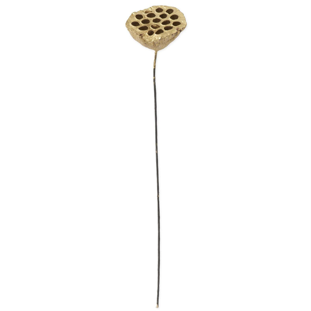 Gold Lotus Seedpod