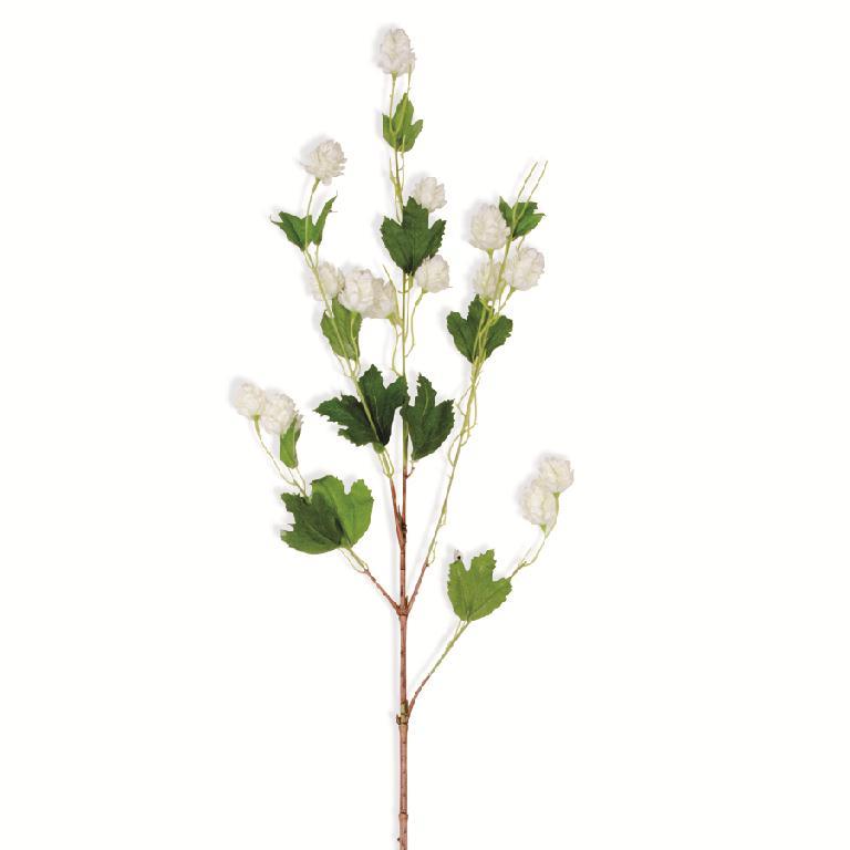 Hops Stem