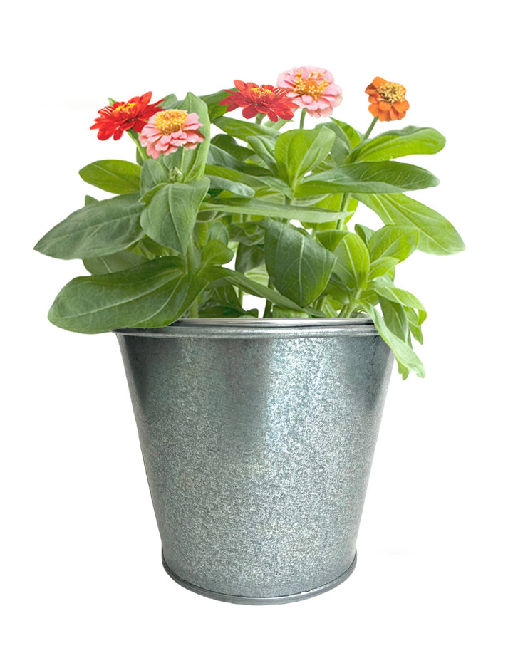 Garden in a Pail | Butterfly