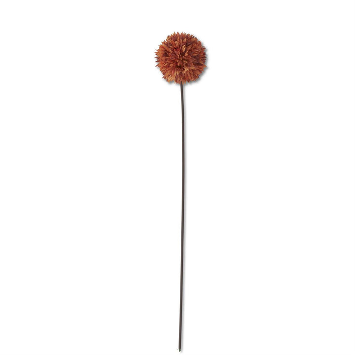 Allium Stem