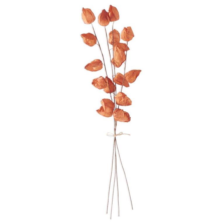 Orange Chinese Lantern Bush