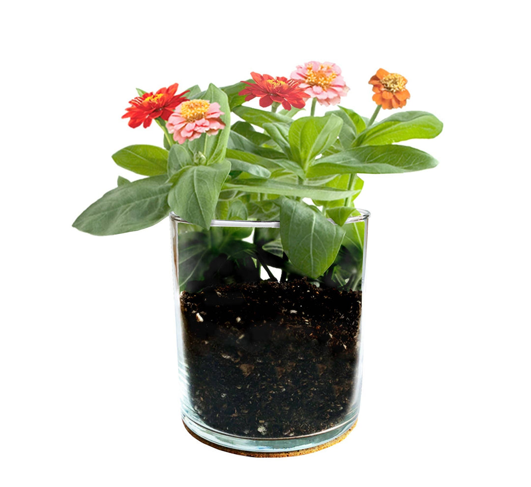 Zinnia Flower Garden