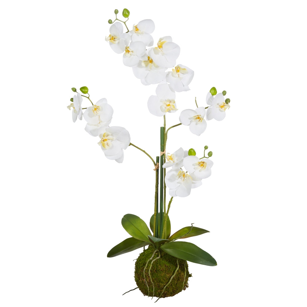 31" White Orchid With Moss Ball