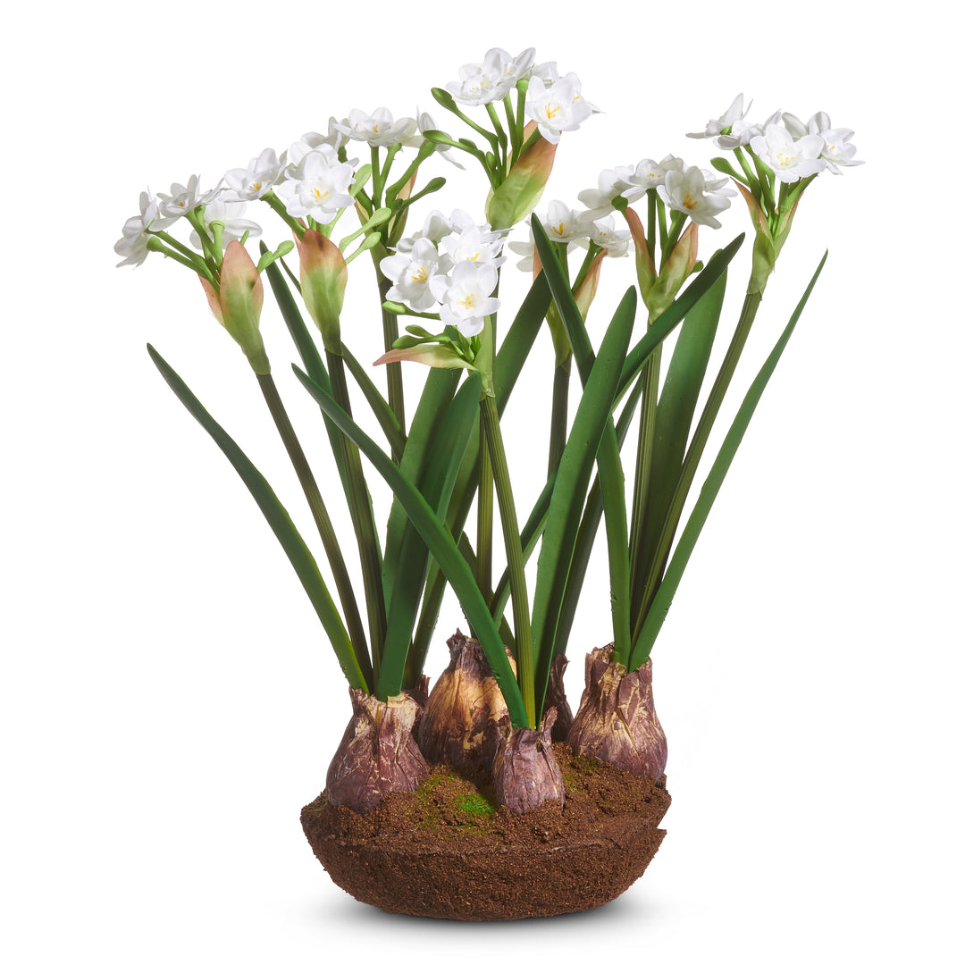 Narcissus Drop In
