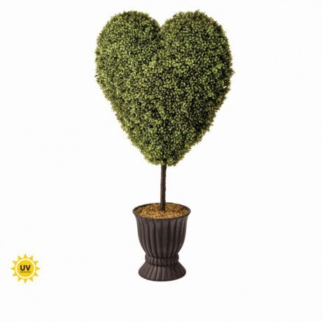 Heart Boxwood in Pot