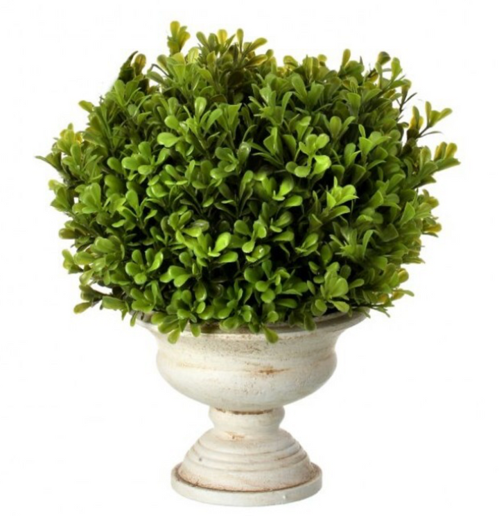 Boxwood in Urn