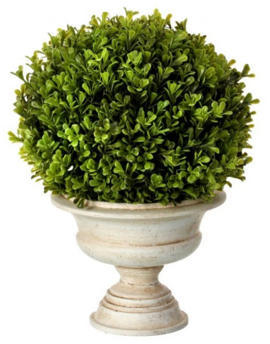 Boxwood in Urn