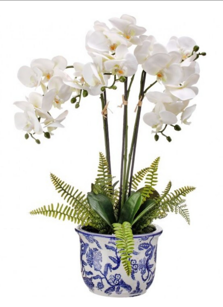 Orchid in Ceramic Pot (2 Styles)
