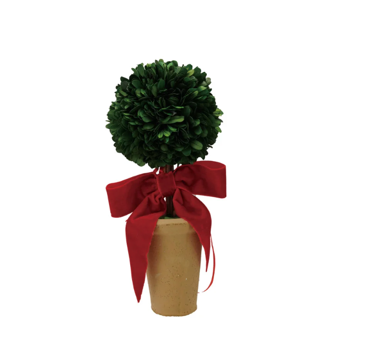 Dried Boxwood Tree in Terra-cotta Pot with Red Velvet Bow