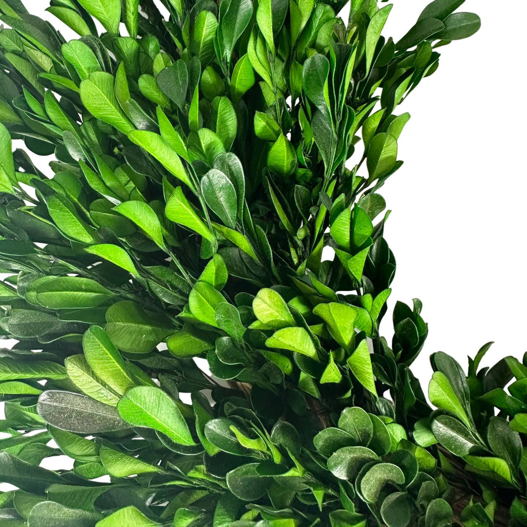 Boxwood Wreath 21"