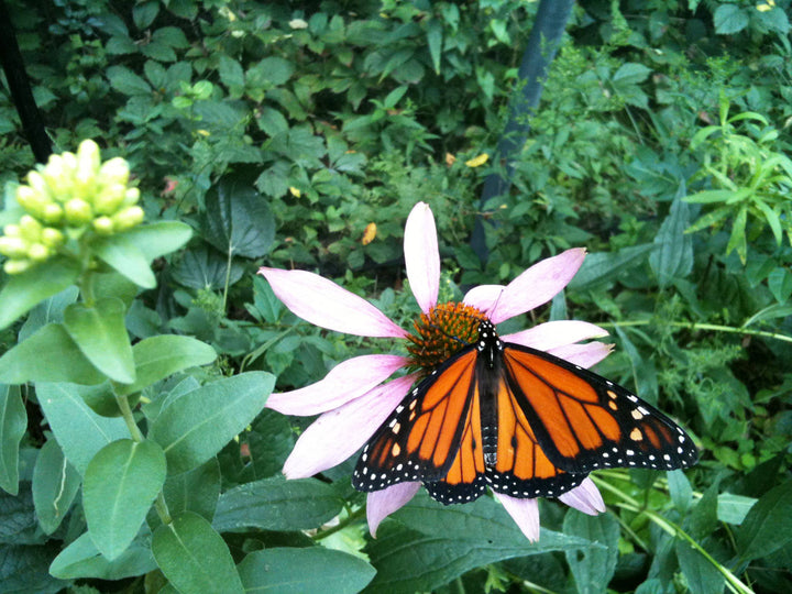 Garden in a Pail | Butterfly