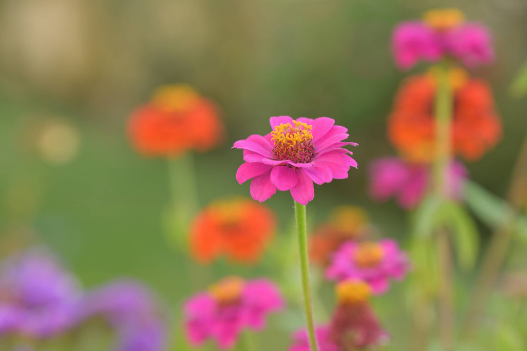 Happy Birthday Flower Garden